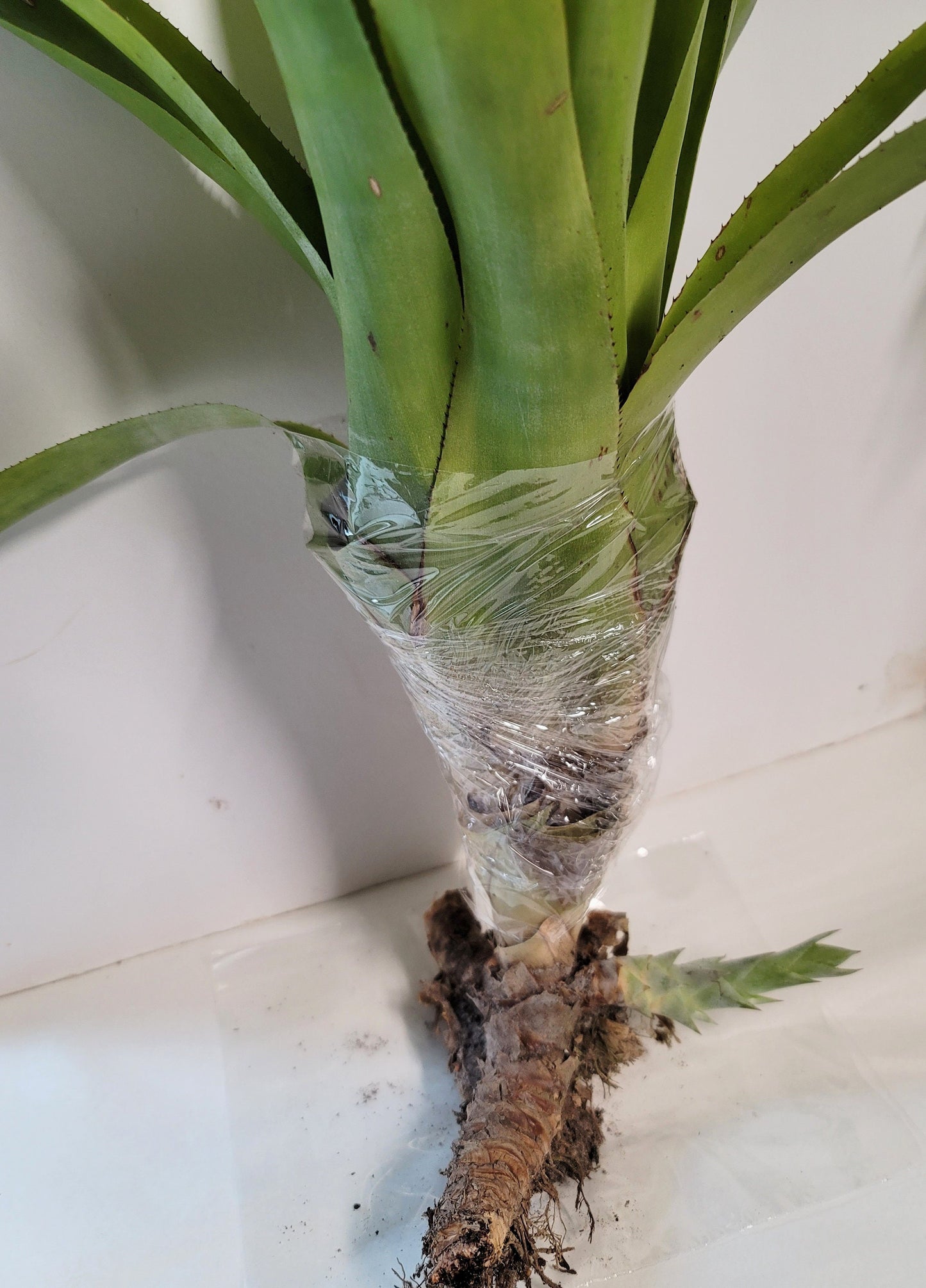 A Quesnelia Testudo Bromeliad - a don't water me plant, Sorry, we don't ship to CA.