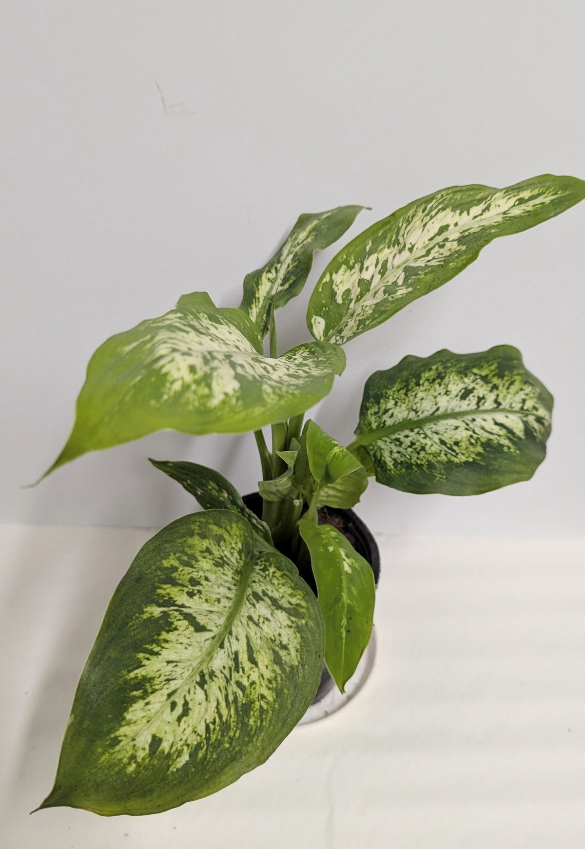 Dieffenbachia Plant in a 2.5 inch pot with plant food and care sheet.