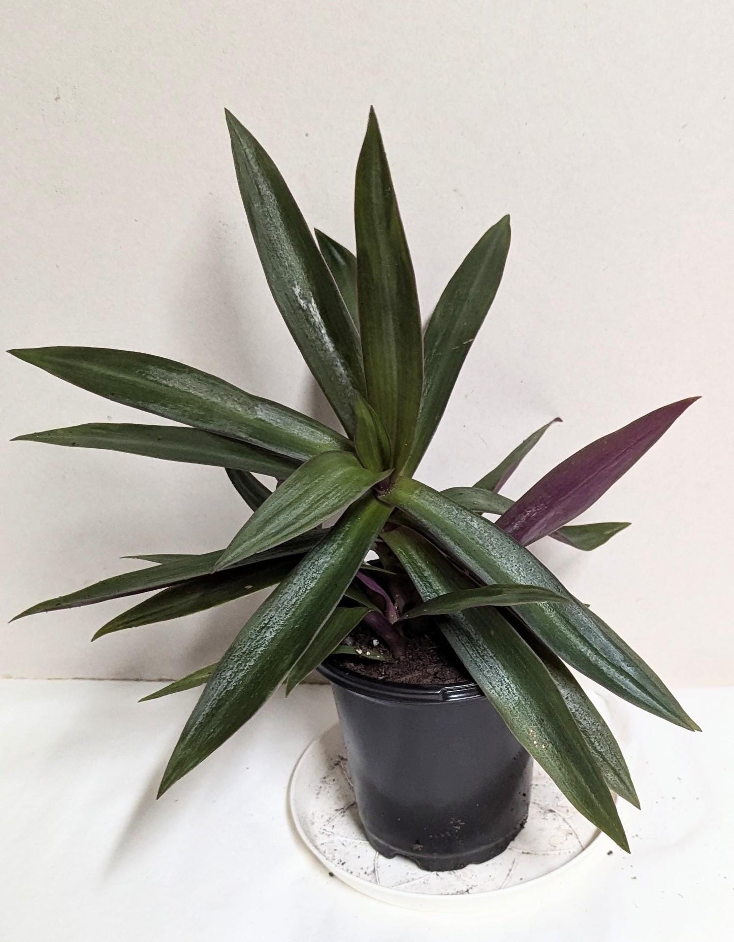 A Moses in the Cradle Oyster plant in a 2.5 Inch Pot by Emeritus Gardens. Includes care guide and plant food.