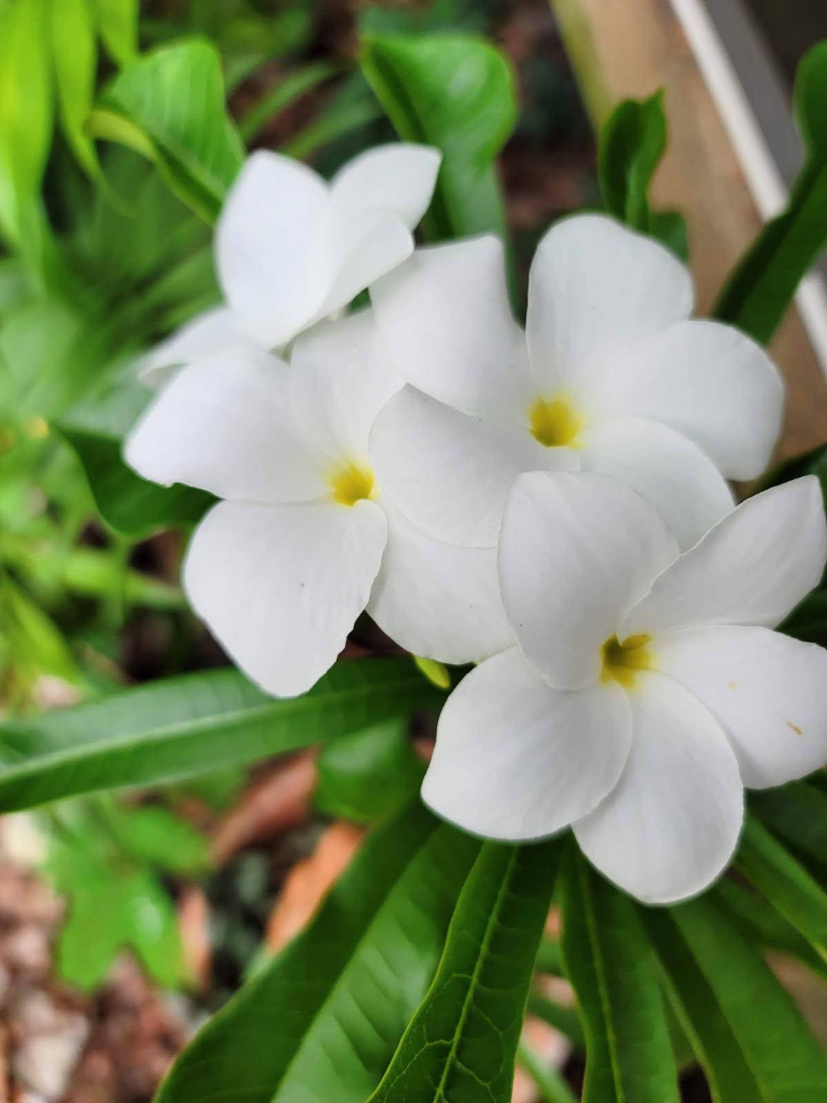 A Plumeria Bridal Bouquet cutting. Plant food and planting guide included.  White very long lasting flower.