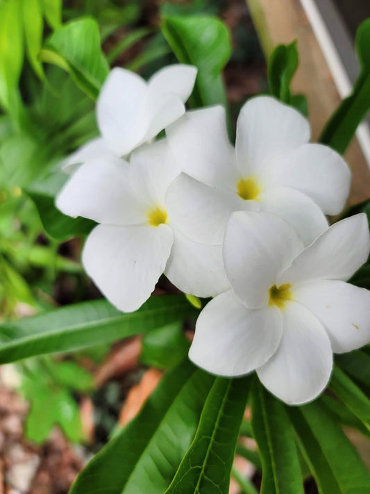 A Plumeria Bridal Bouquet cutting. Plant food and planting guide included.  White very long lasting flower.