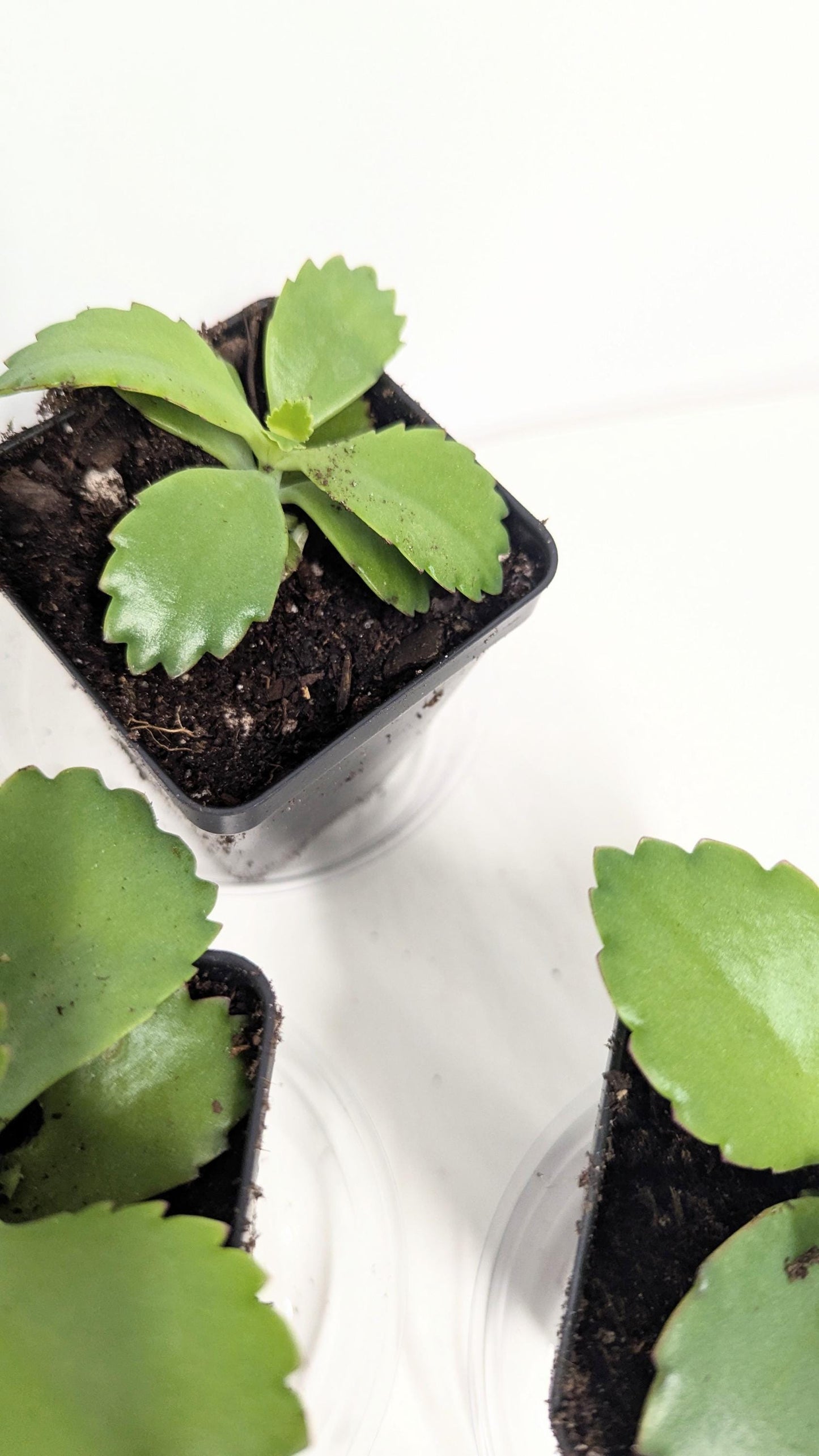 Mother of Thousands Kalanchoe | Live Succulent Plant | Choose Your Pot Size
