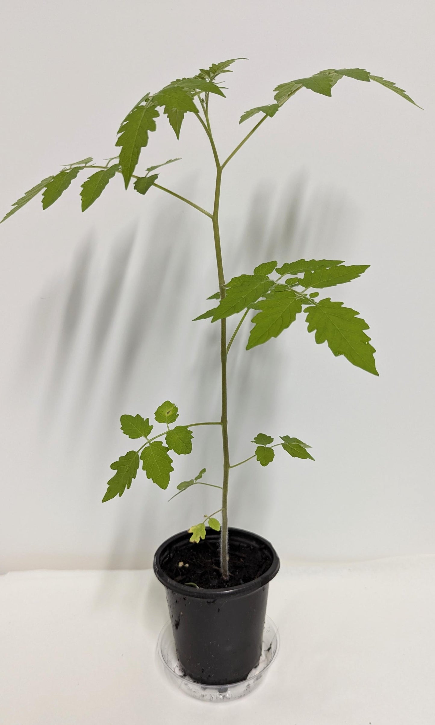 Two Everglades Tomato SEEDLINGS in Two Inch Pots with Plant food and our Easy Care Guide. Florida Everglades Tomato plant.