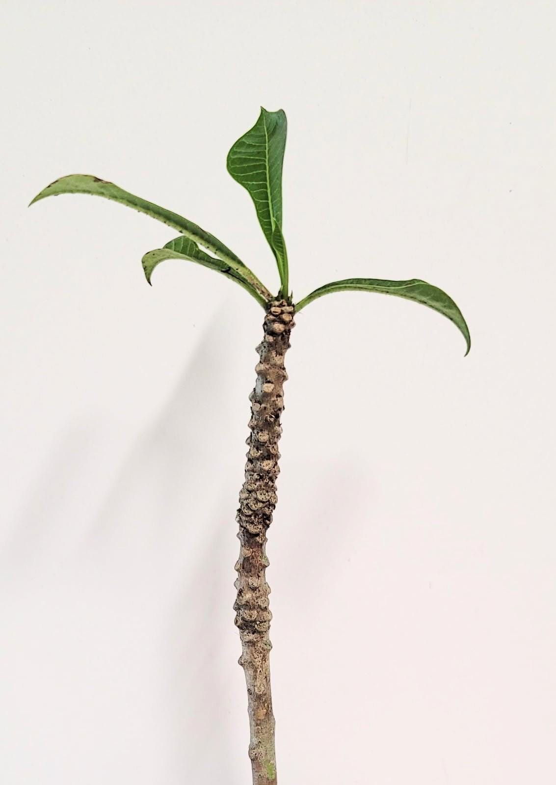 A Plumeria Bridal Bouquet cutting. Plant food and planting guide included.  White very long lasting flower.