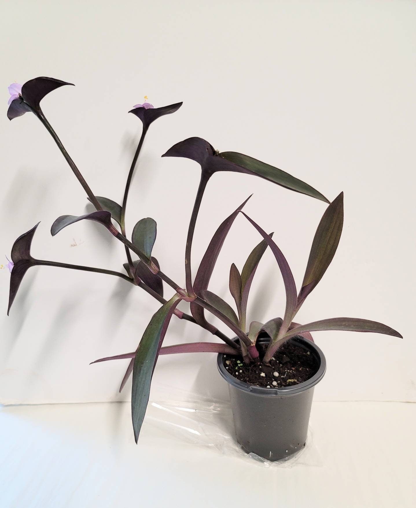 Purple setcreasea pallida tradescantia plant in a 2.5" pot,  plant food and very easy care.