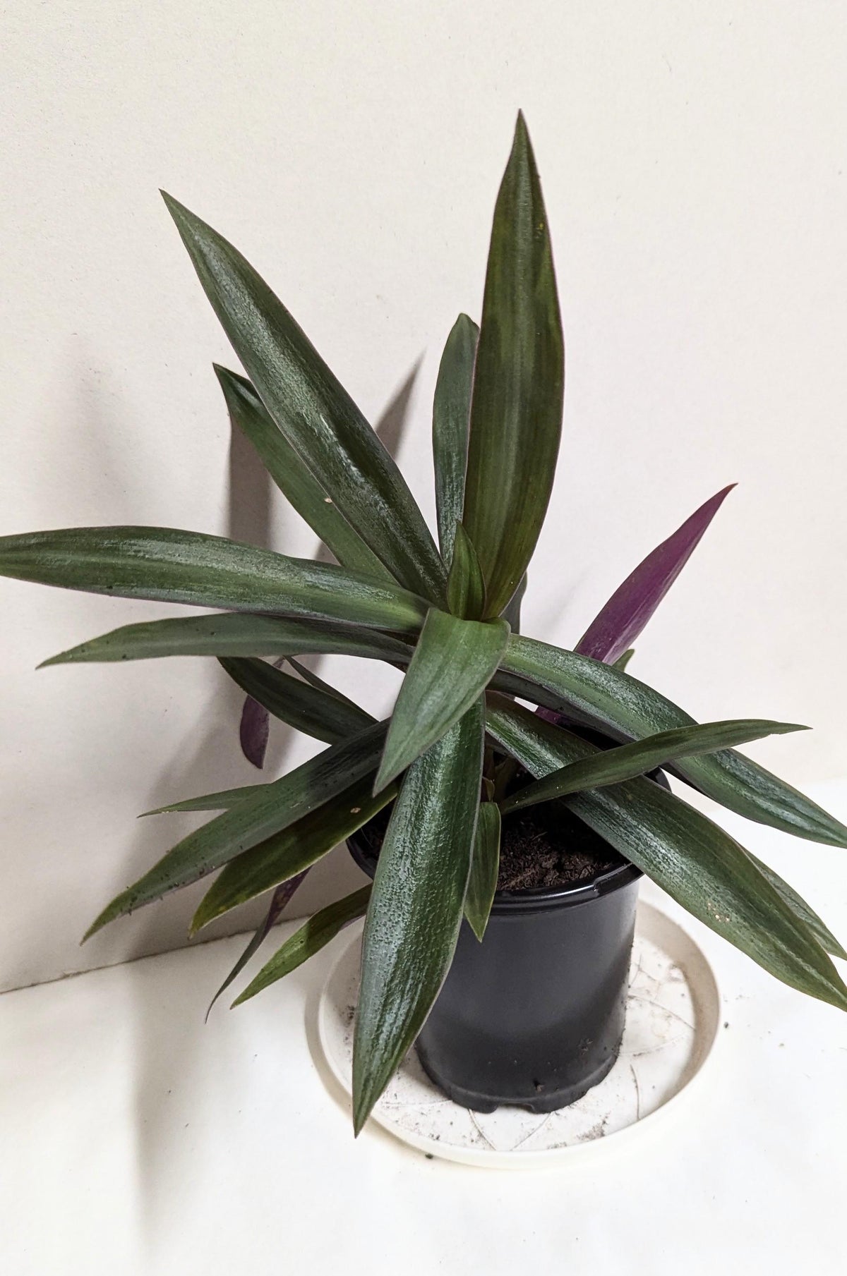 A Moses in the Cradle Oyster plant in a 2.5 Inch Pot by Emeritus Gardens. Includes care guide and plant food.