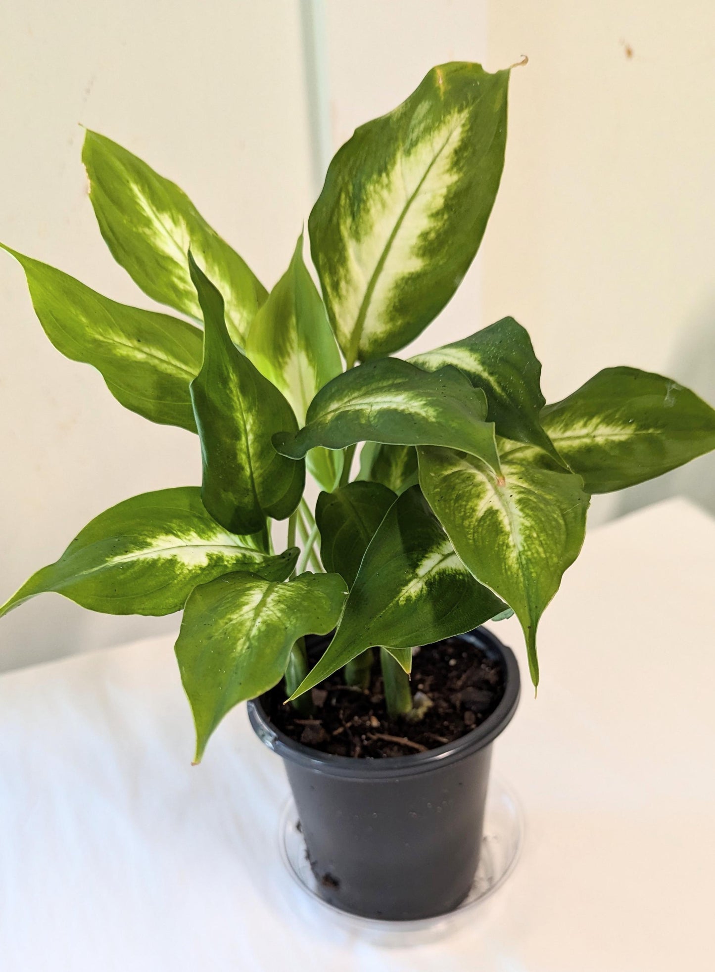 A healthy Dieffenbachia Plant in a four inch pot with plant food and care sheet.
