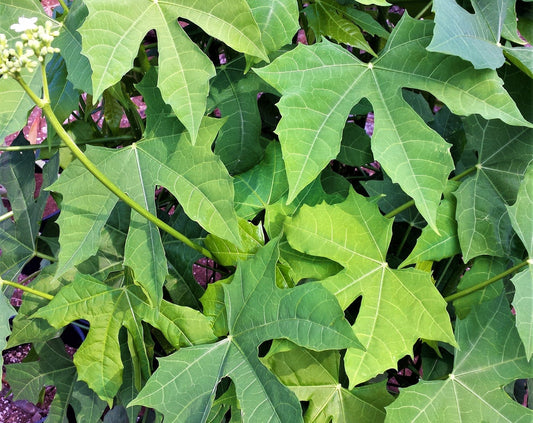 Chaya Cuttings -Four Freshly-cut 10 inch long