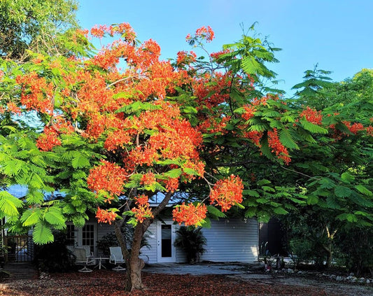 Organic Royal Poinciana Tree Seedling