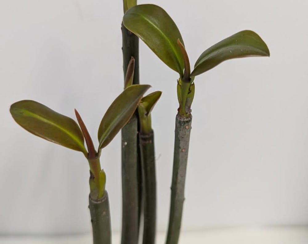 Three organic Mangroves with great roots ship bare-rooted  to US states ,except CA