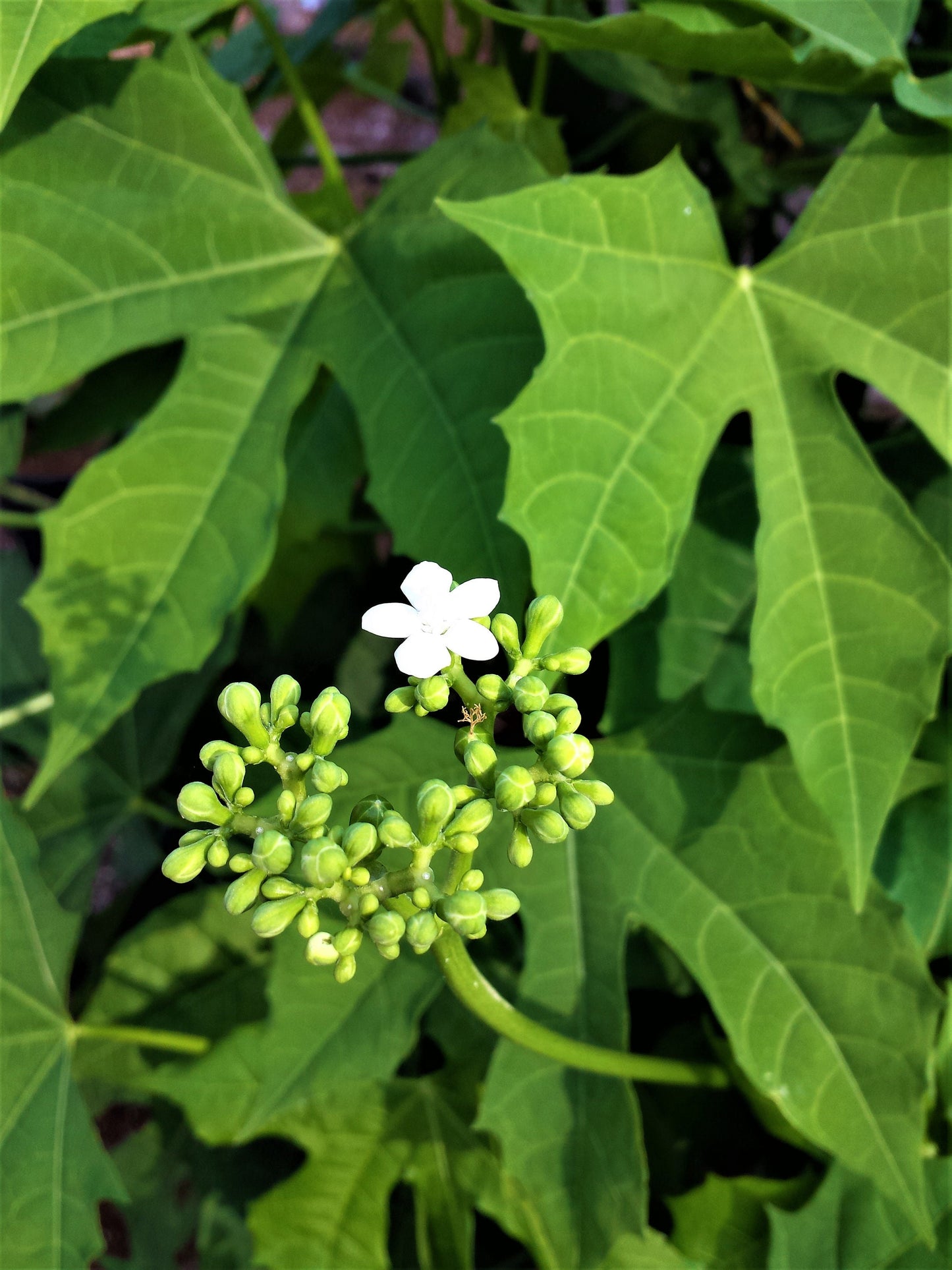 Healthy Chaya Plant Cuttings: Nutritious Edible Garden Plant