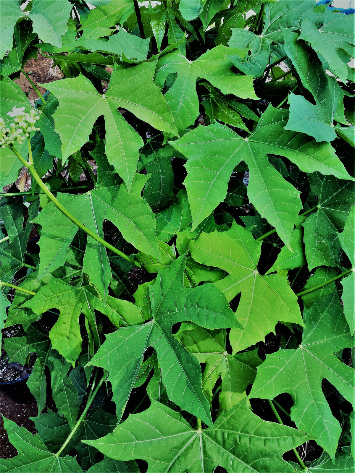 Healthy Chaya Plant Cuttings: Nutritious Edible Garden Plant