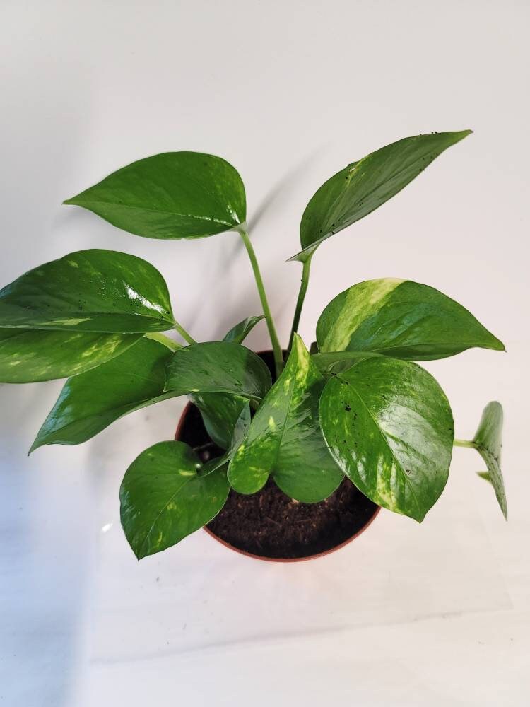Golden Pothos Plant in 2.5" Pot  Easy Care Air Purifying Houseplant