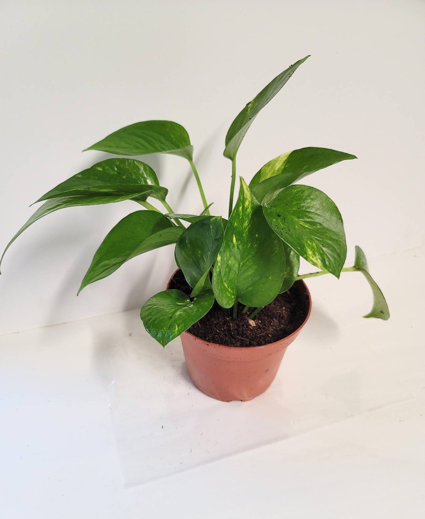 Golden Pothos Plant in 2.5" Pot  Easy Care Air Purifying Houseplant