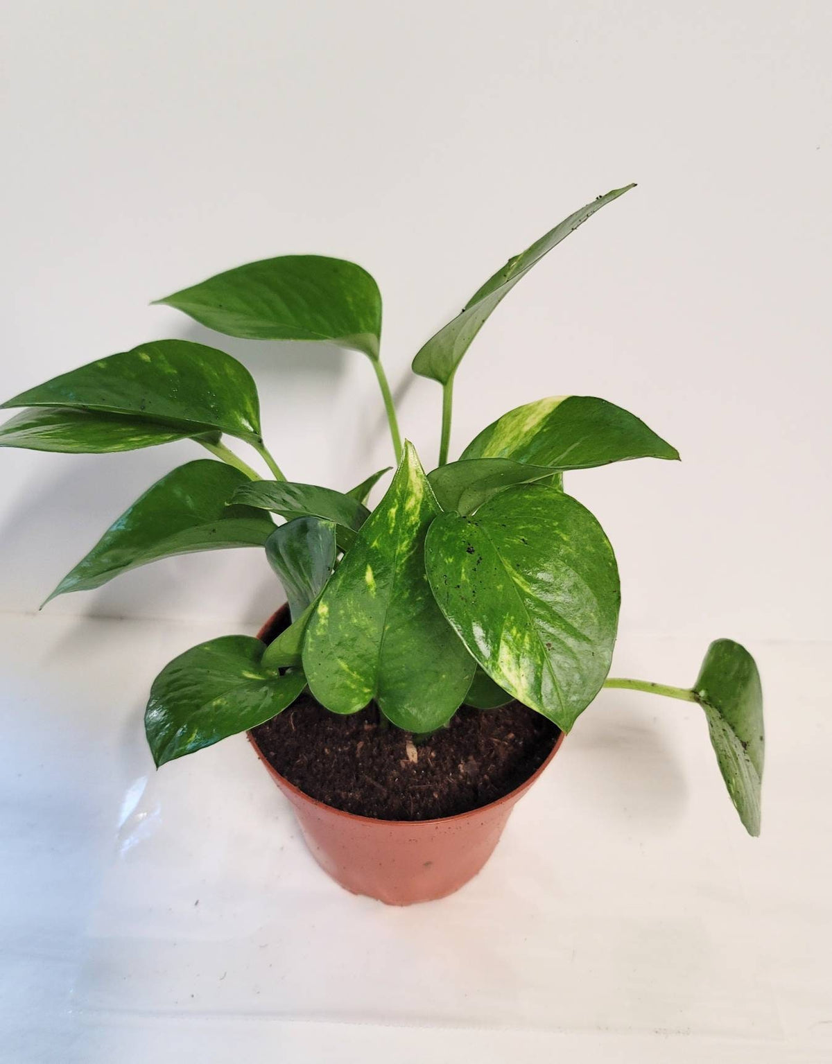 Golden Pothos Plant in 2.5" Pot  Easy Care Air Purifying Houseplant