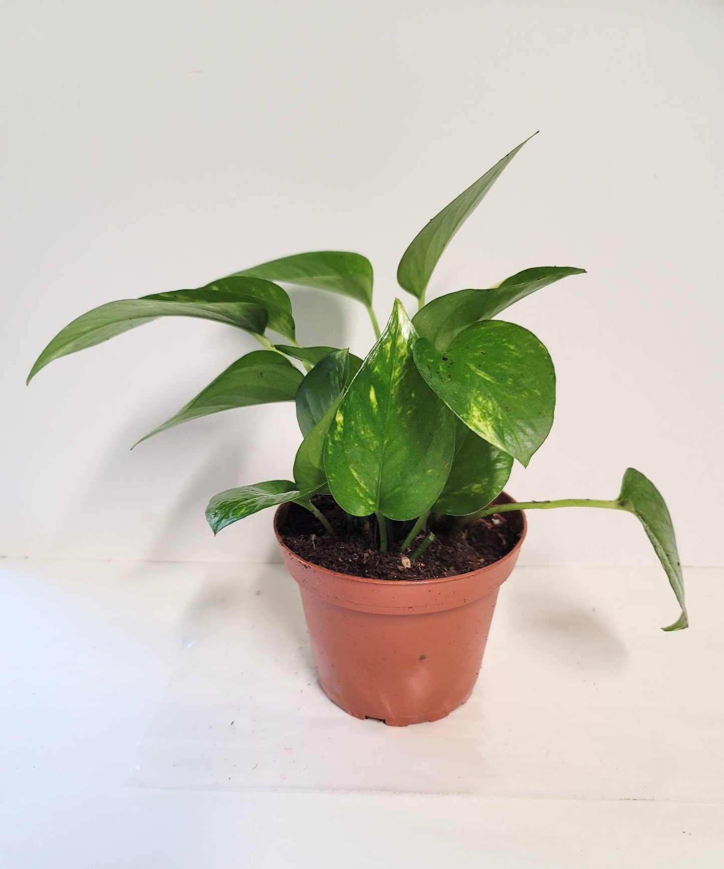 Golden Pothos Plant in 2.5" Pot  Easy Care Air Purifying Houseplant