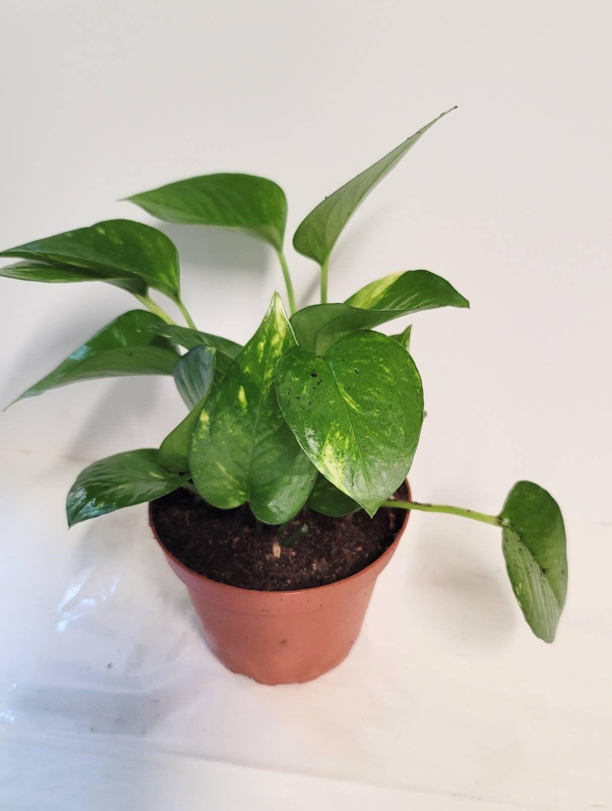 Golden Pothos Plant in 2.5" Pot  Easy Care Air Purifying Houseplant