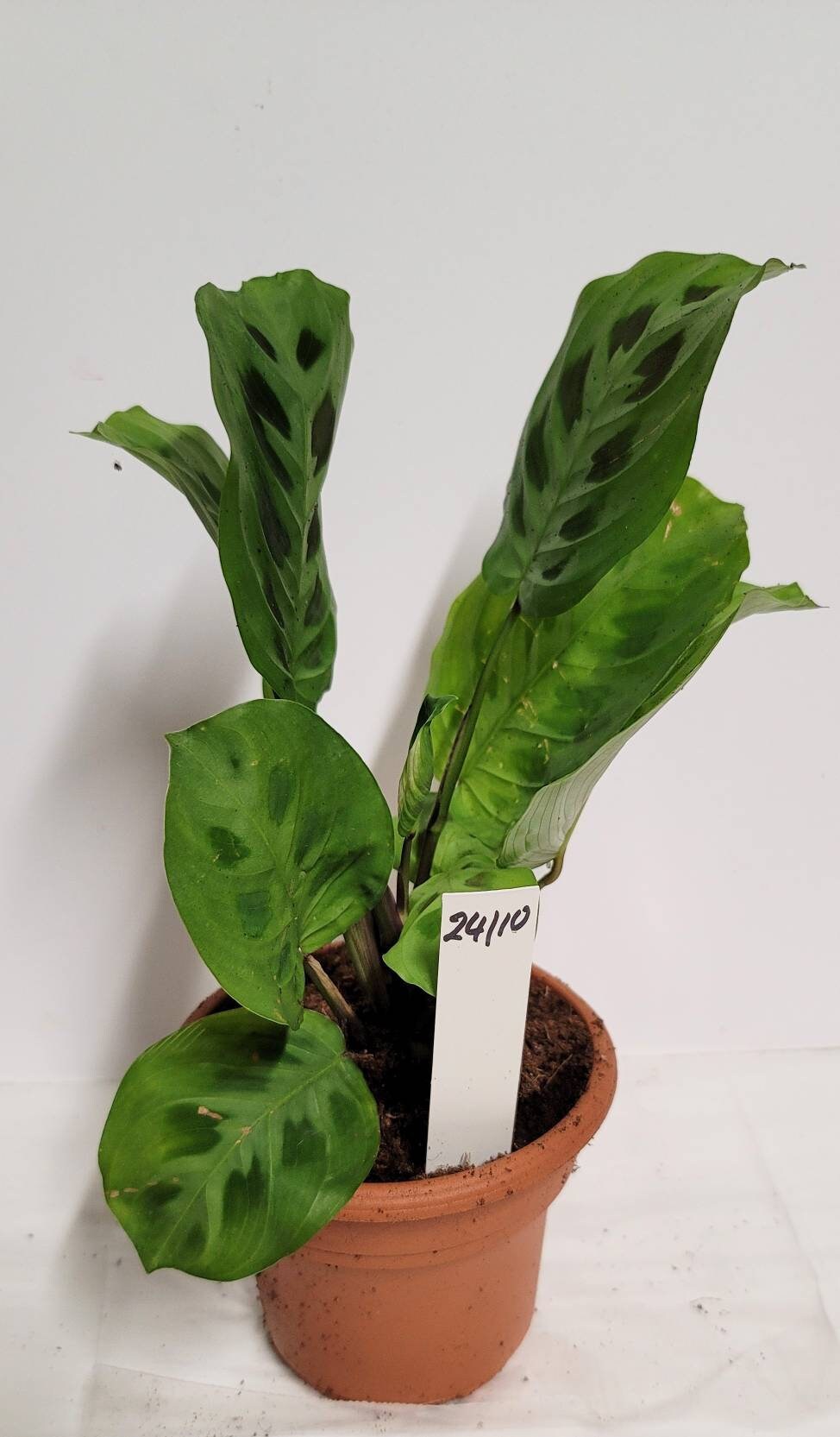 Prayer Plant Cutting: Maranta Leuconeura with Plant Food & Care Notes