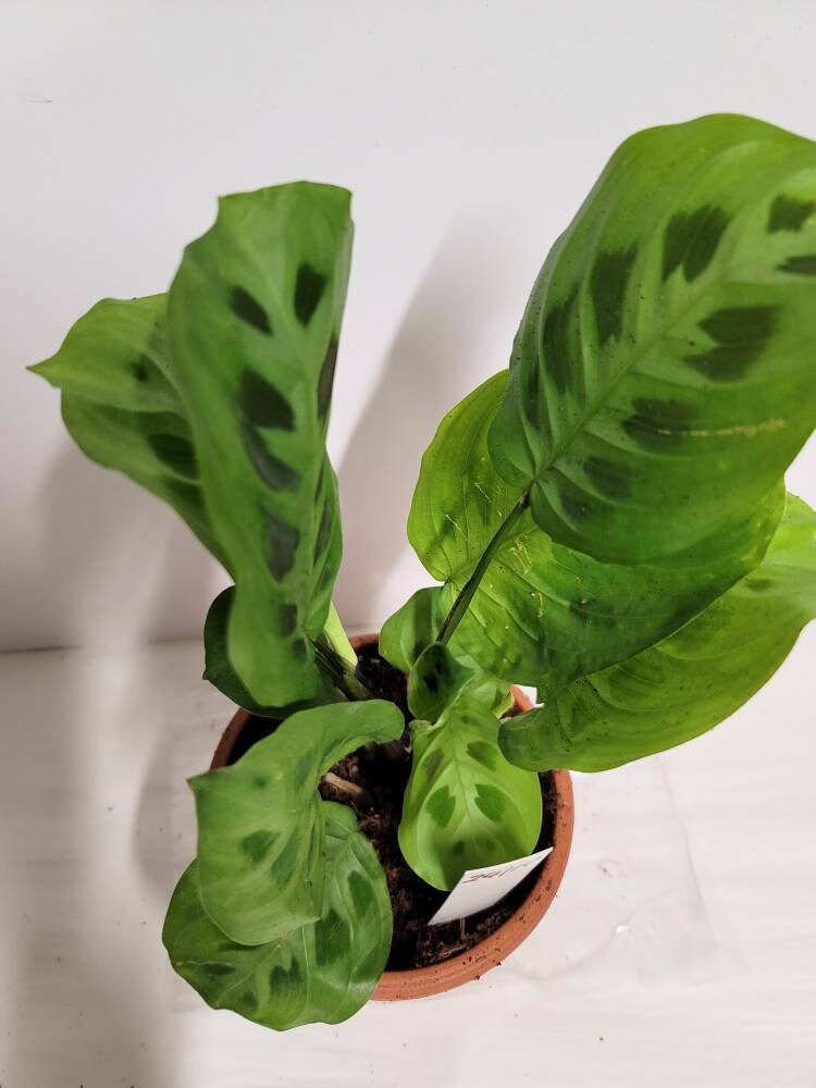 Prayer Plant Cutting: Maranta Leuconeura with Plant Food & Care Notes