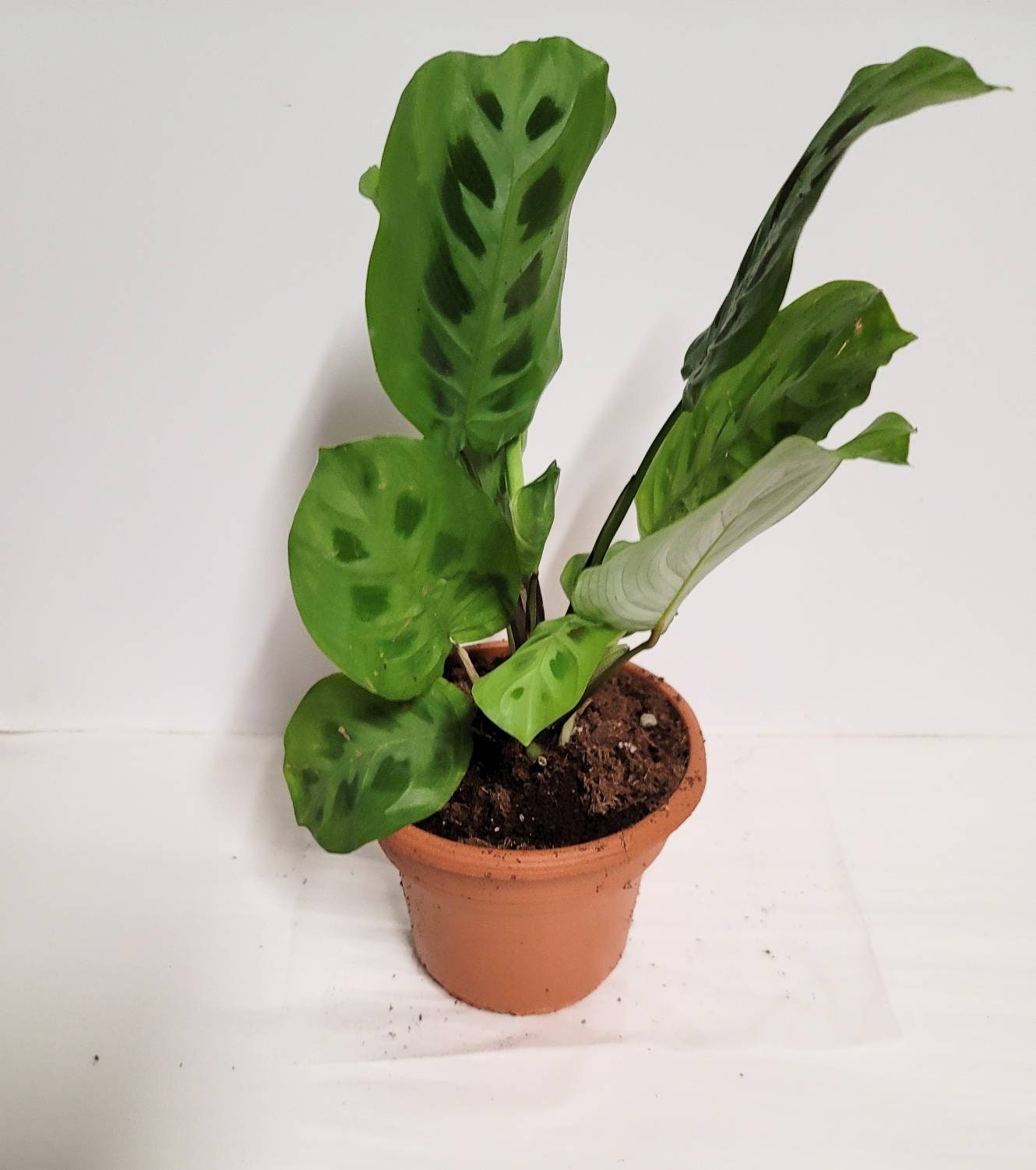 Prayer Plant Cutting: Maranta Leuconeura with Plant Food & Care Notes