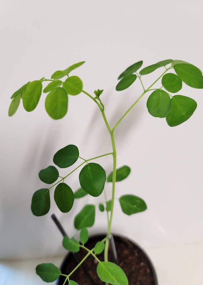 A well-rooted young Moringa Tree in a Four inch pot.