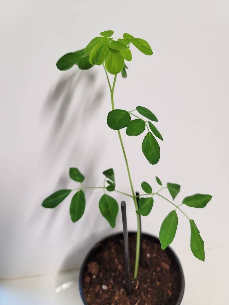 A well-rooted young Moringa Tree in a Four inch pot.