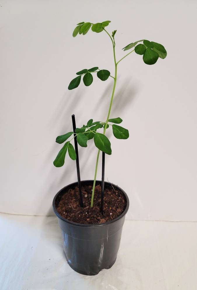 A well-rooted young Moringa Tree in a Four inch pot.