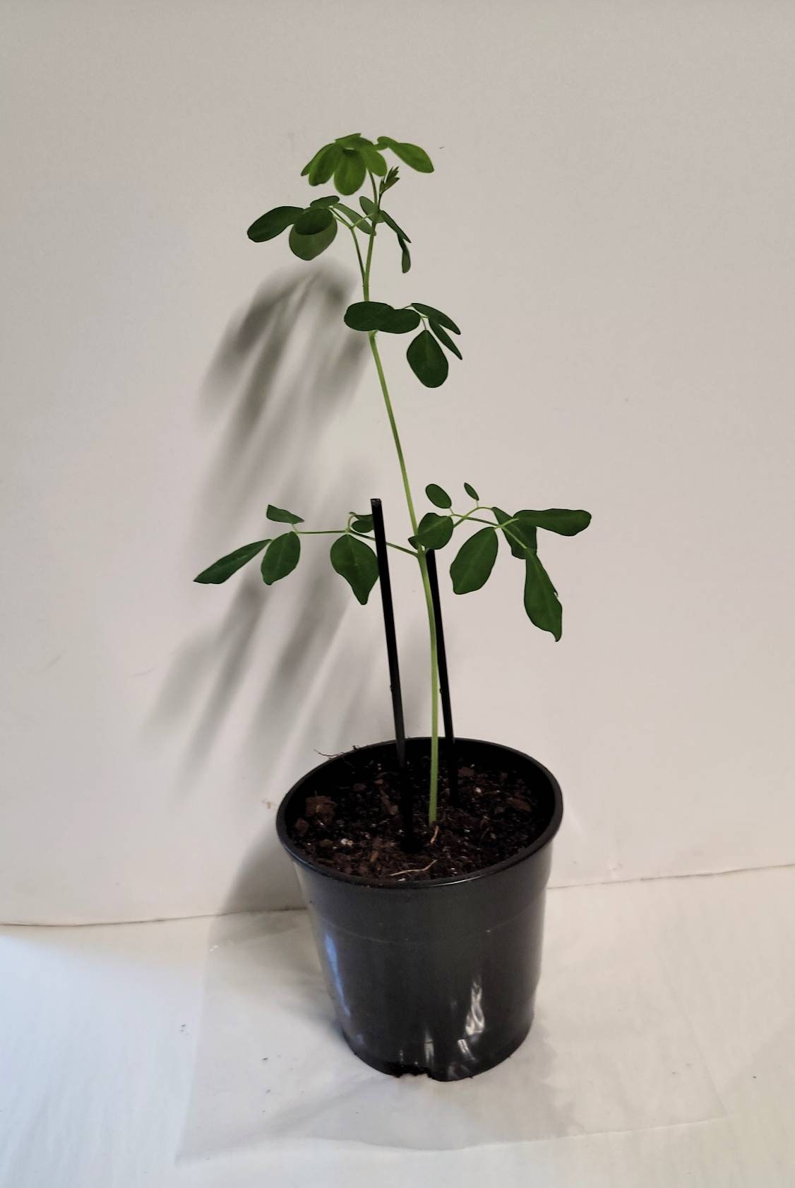 A well-rooted young Moringa Tree in a Four inch pot.