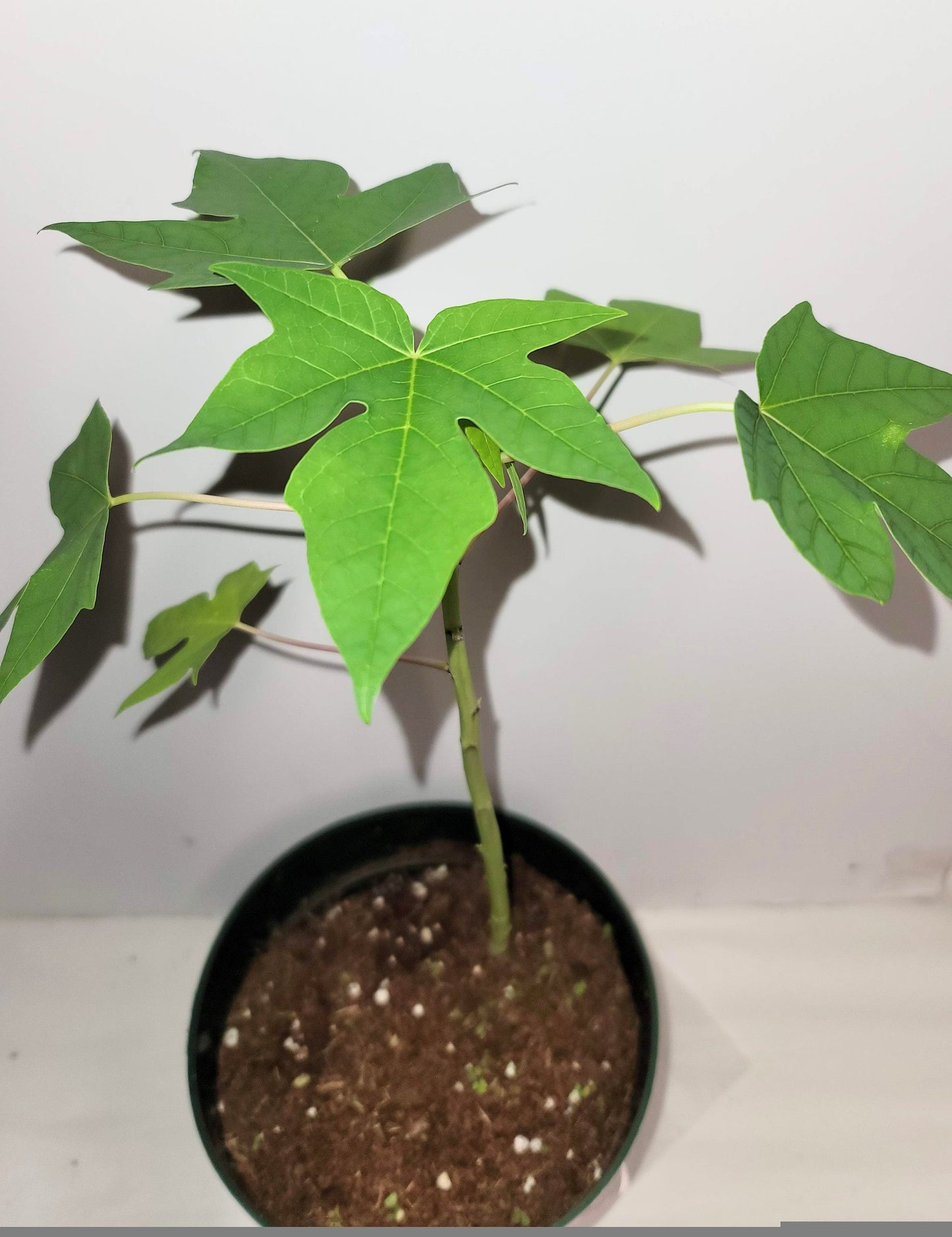 Chaya Plant Cutting: Rooted cuttings ship in a 2.5 inch pot.