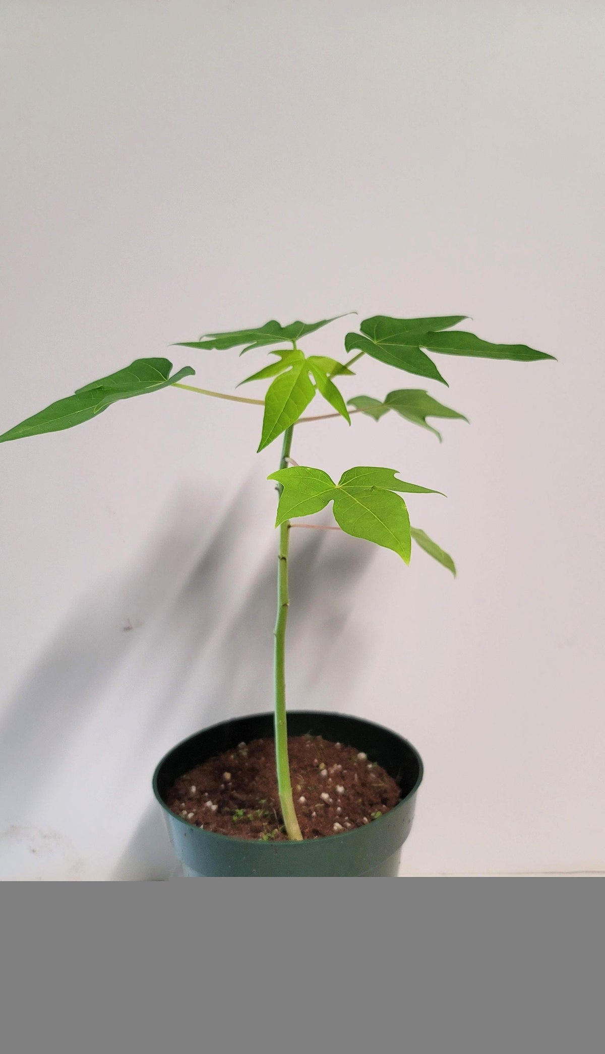 Chaya Plant Cutting: Rooted cuttings ship in a 2.5 inch pot.