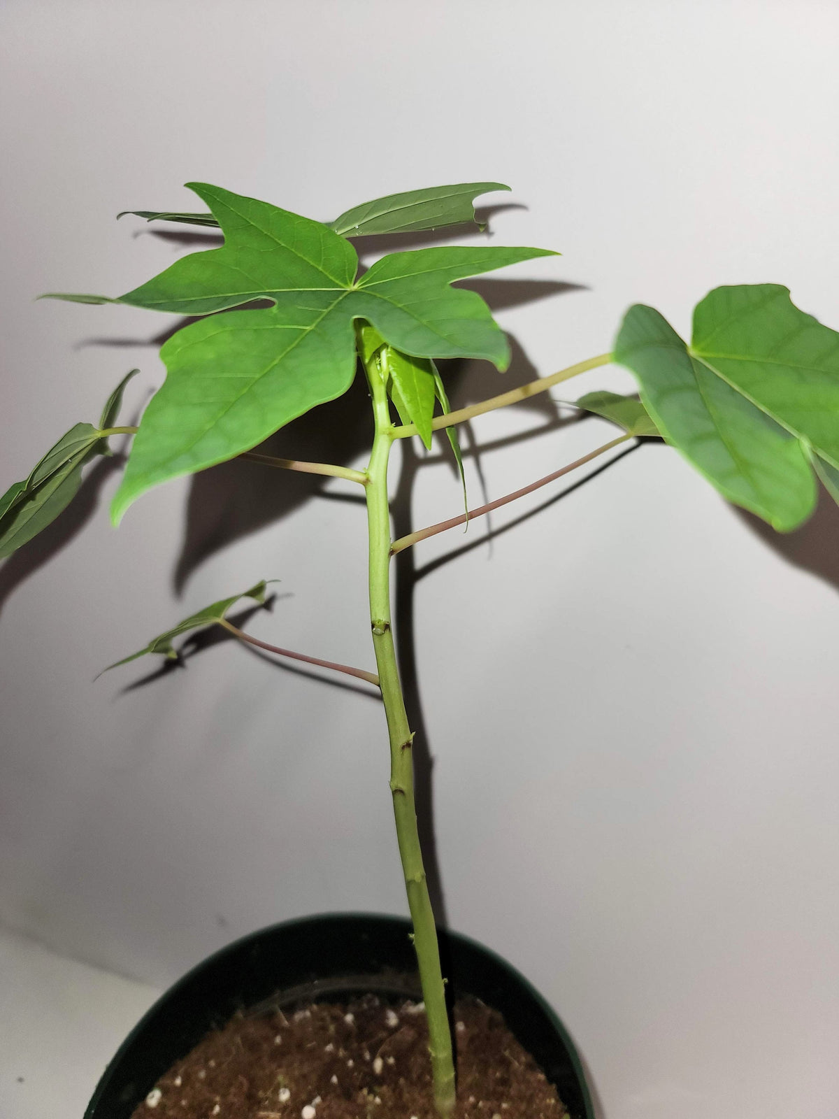 Organic Chaya Plant Cuttings, Two Rooting Cuttings (Care Guide, Food)