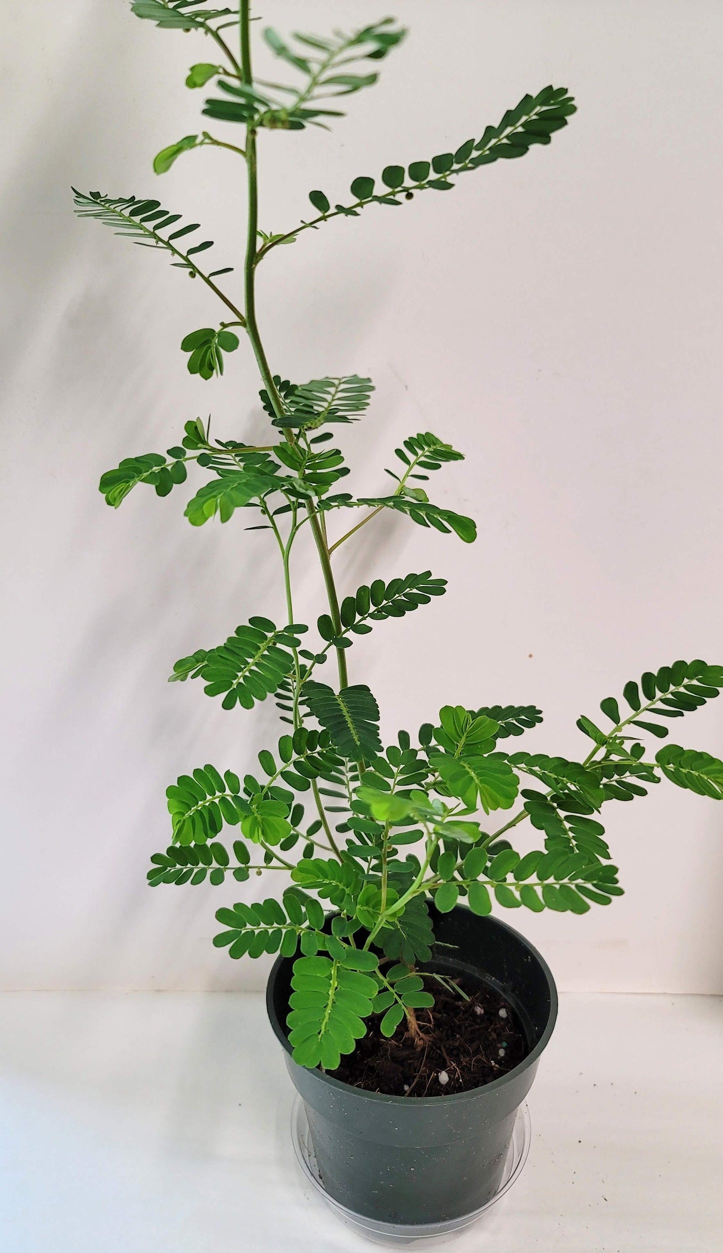 Royal Poinciana Tree Seedling: Organic Delonix Regia in 2.5" Pot