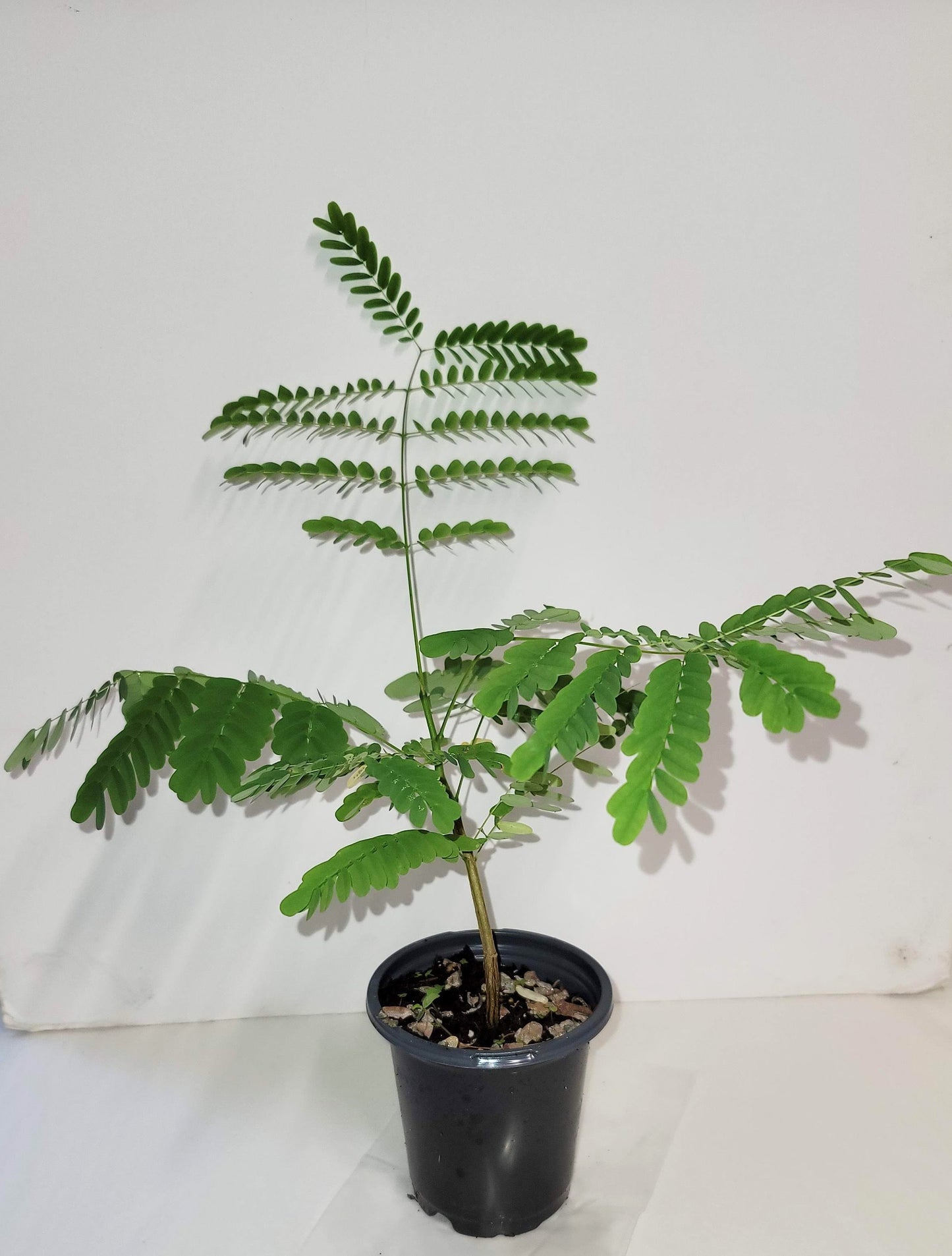 Royal Poinciana Tree Seeds: Delonix Regia - Tree of Fire (Care Guide Included)