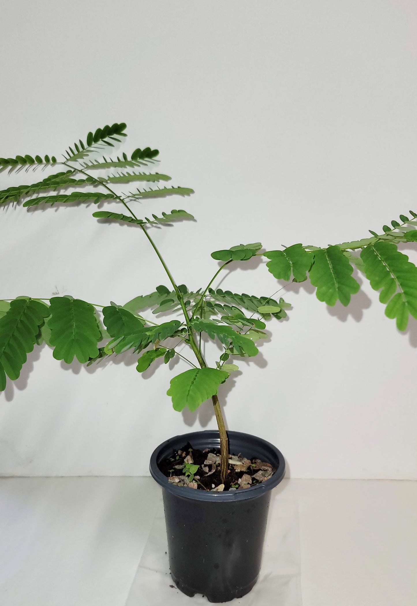 Royal Poinciana Tree Seedling: Organic Delonix Regia in 2.5" Pot