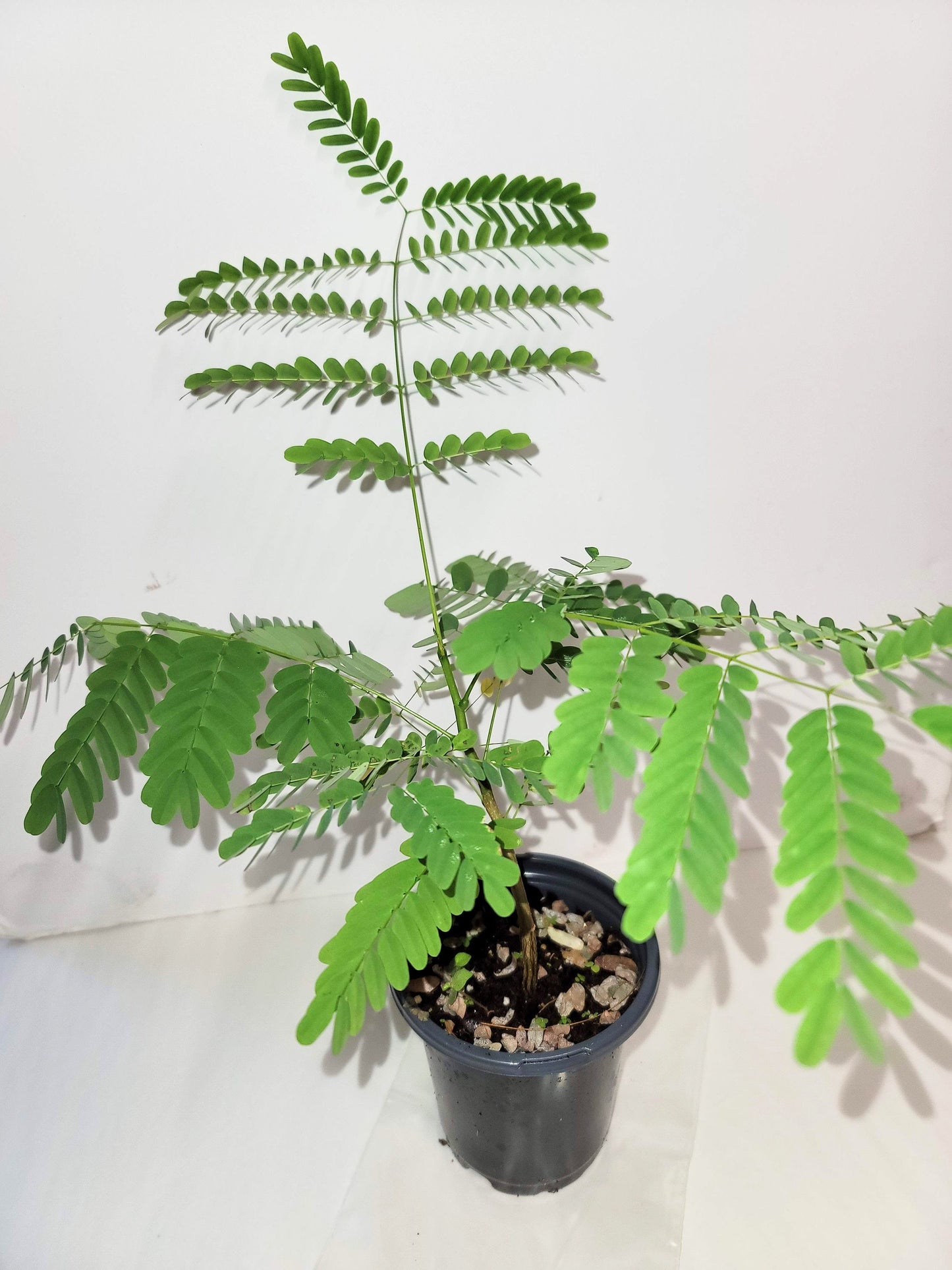 Royal Poinciana Tree Seedling: Organic Delonix Regia in 2.5" Pot
