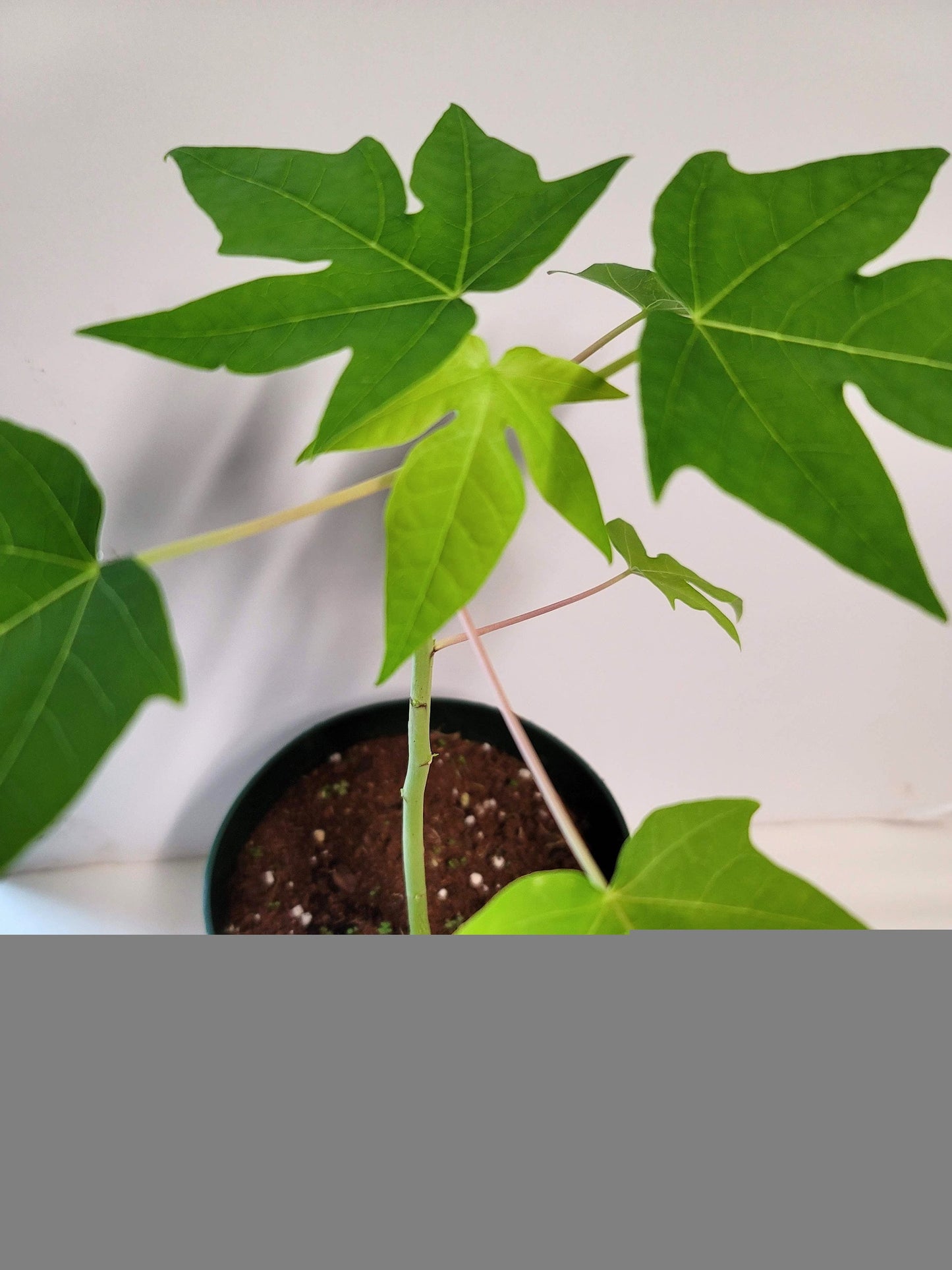 Chaya Plant Cutting: Rooted cuttings ship in a 2.5 inch pot.