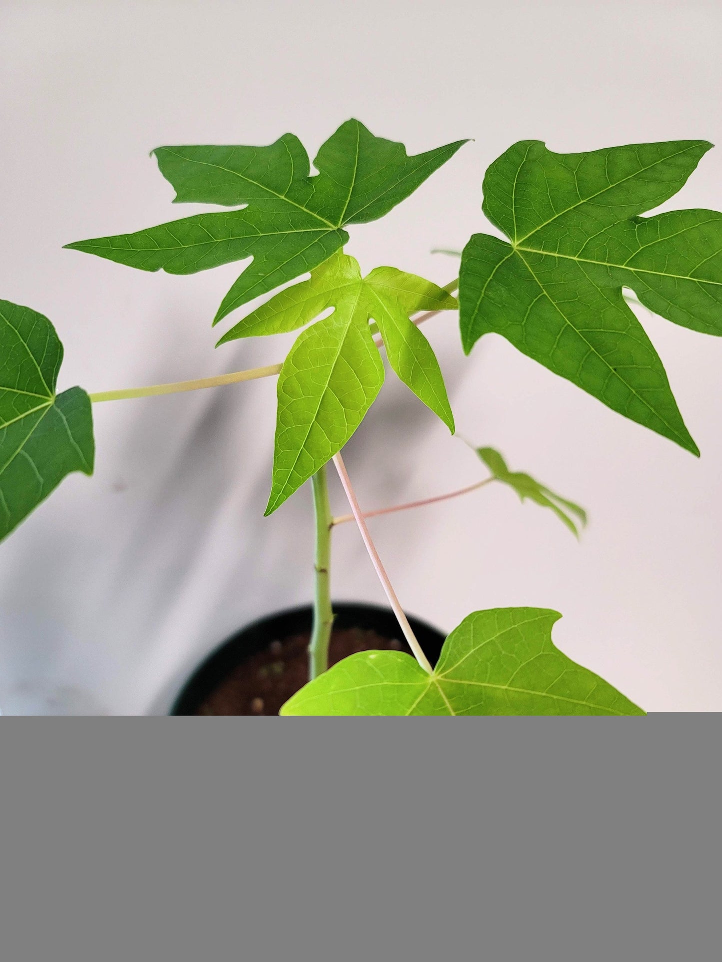 Organic Chaya Plant Cuttings, Two Rooting Cuttings (Care Guide, Food)