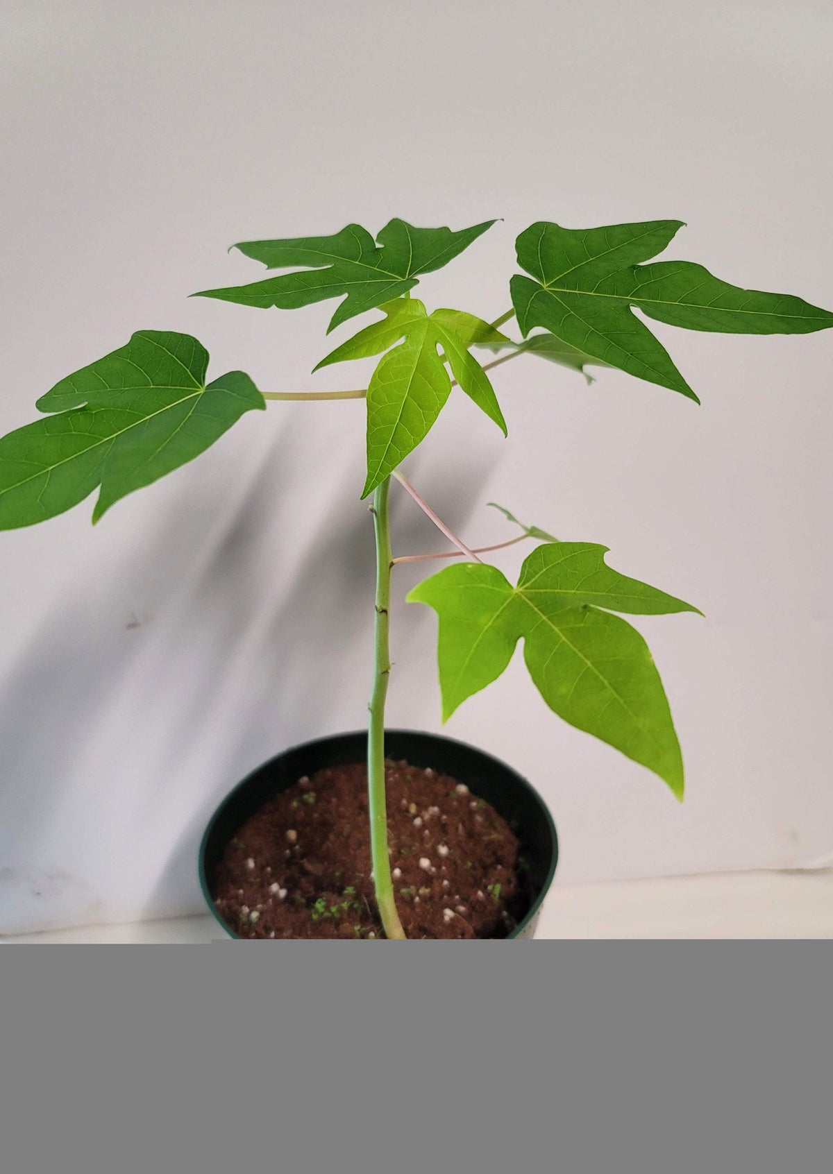 Organic Chaya Plant Cuttings, Two Rooting Cuttings (Care Guide, Food)