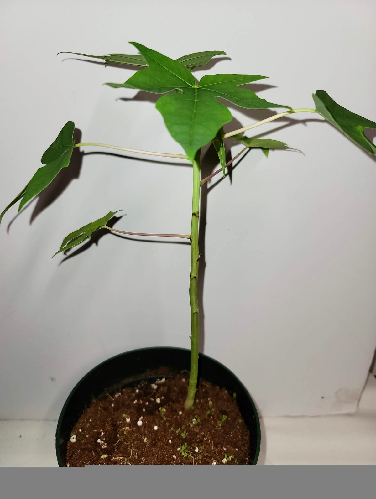Organic Chaya Plant Cuttings, Two Rooting Cuttings (Care Guide, Food)