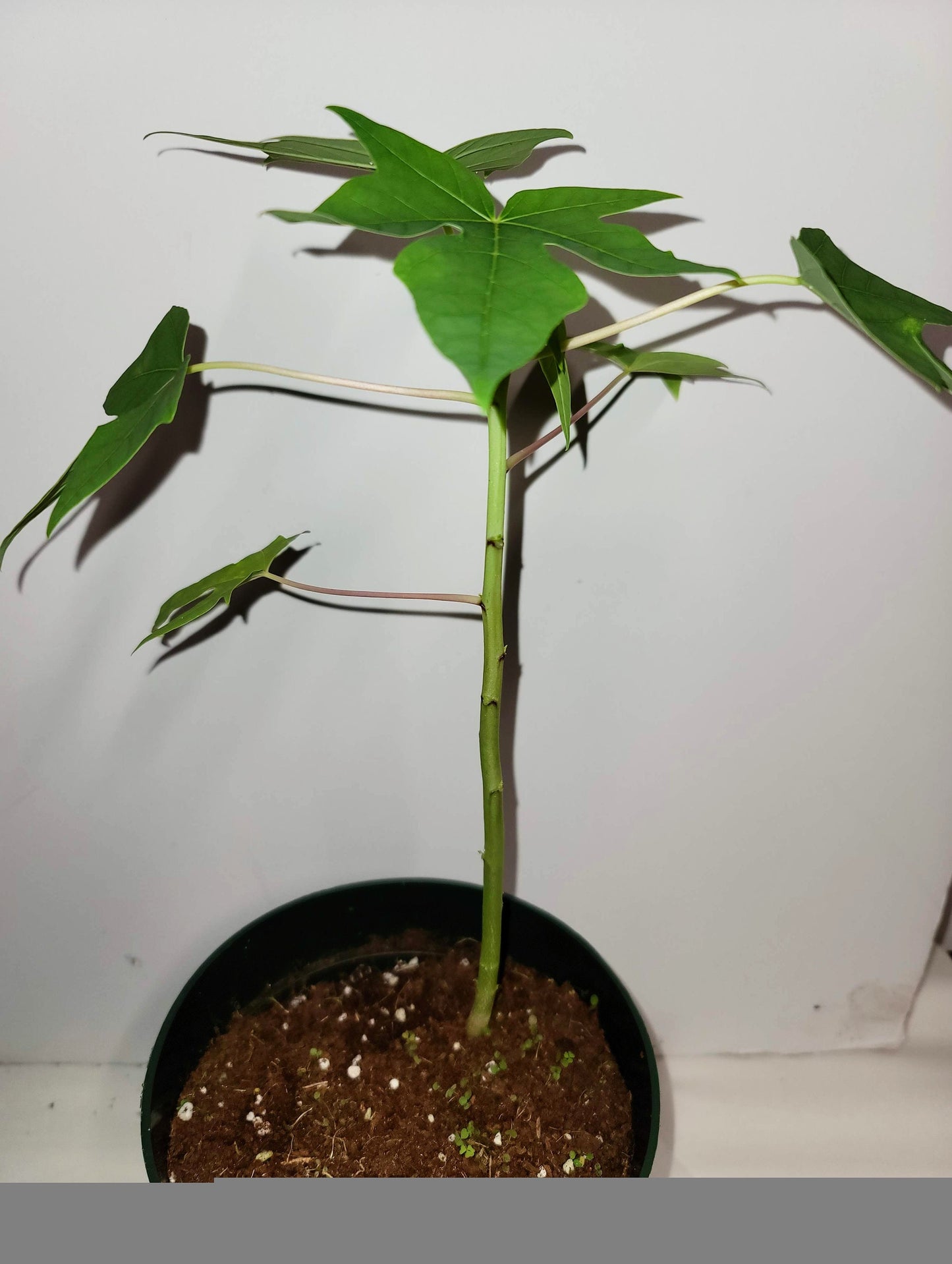 Chaya Plant Cutting: Rooted cuttings ship in a 2.5 inch pot.