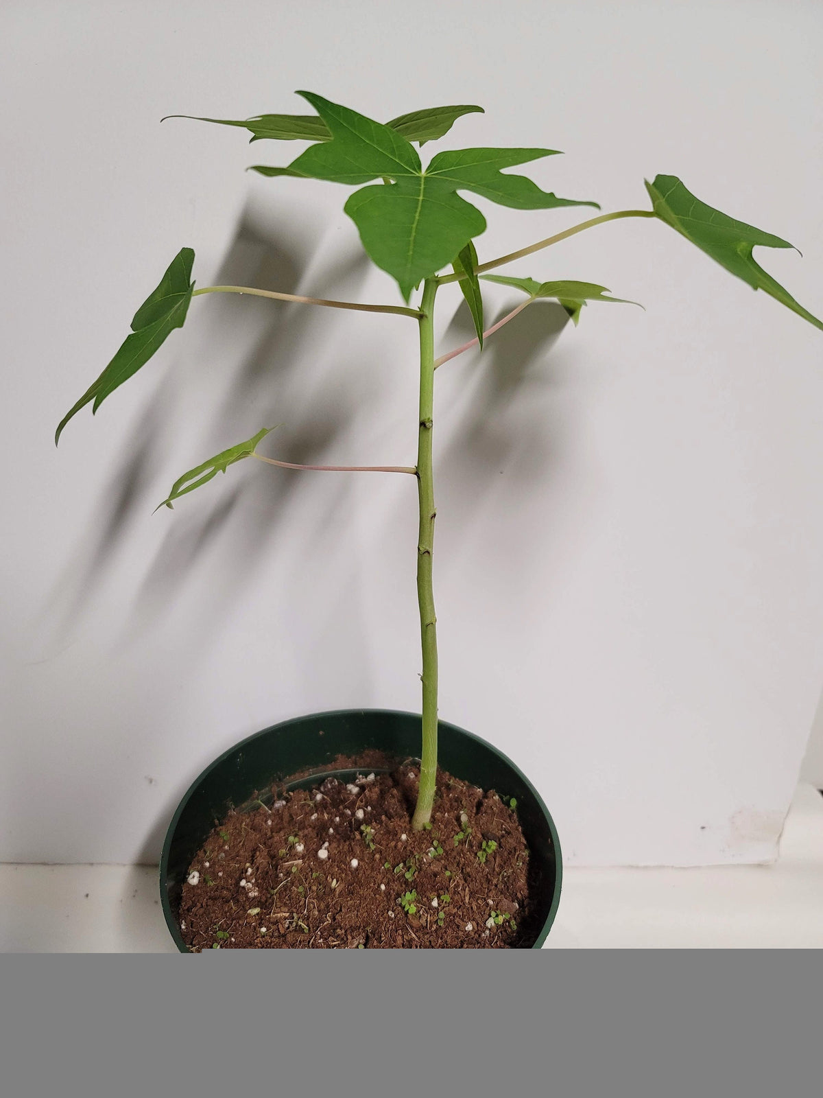 Organic Chaya Plant Cuttings, Two Rooting Cuttings (Care Guide, Food)