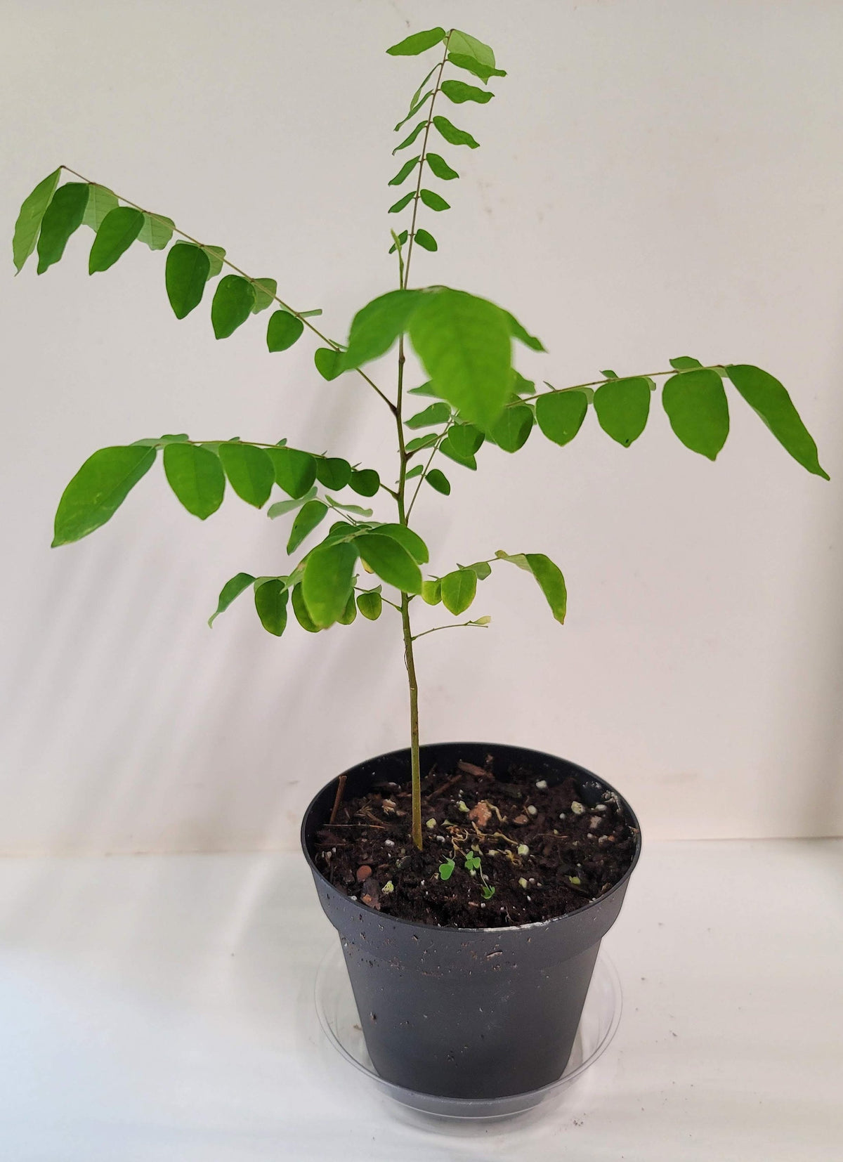 Royal Poinciana Tree Seeds: Delonix Regia - Tree of Fire (Care Guide Included)