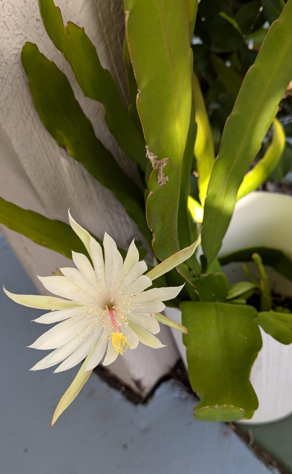 Cereus Queen of the night  unrooted cutting with Care guide and plant food.