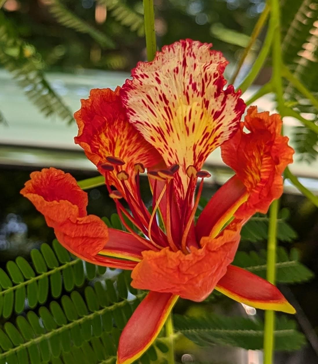 Royal Poinciana Tree Seeds: Delonix Regia - Tree of Fire (Care Guide Included)