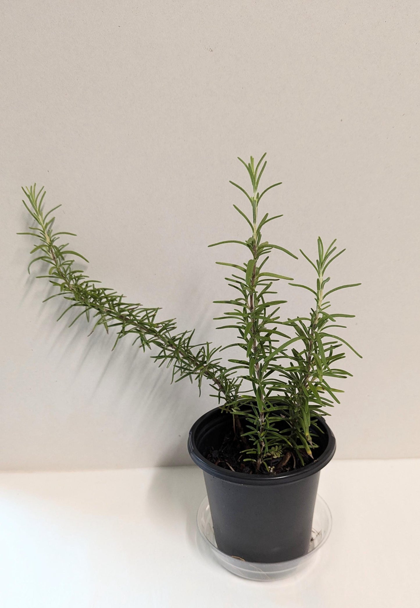 A Rosemary plant, Rosmarinus officinalis in a four inch pot with care guide, and plant food and pot tray.