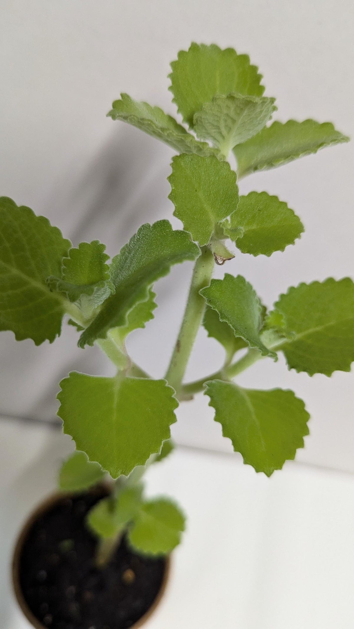 Organic Cuban Oregano Plant: Fragrant Herb Cutting in 4-Inch Pot