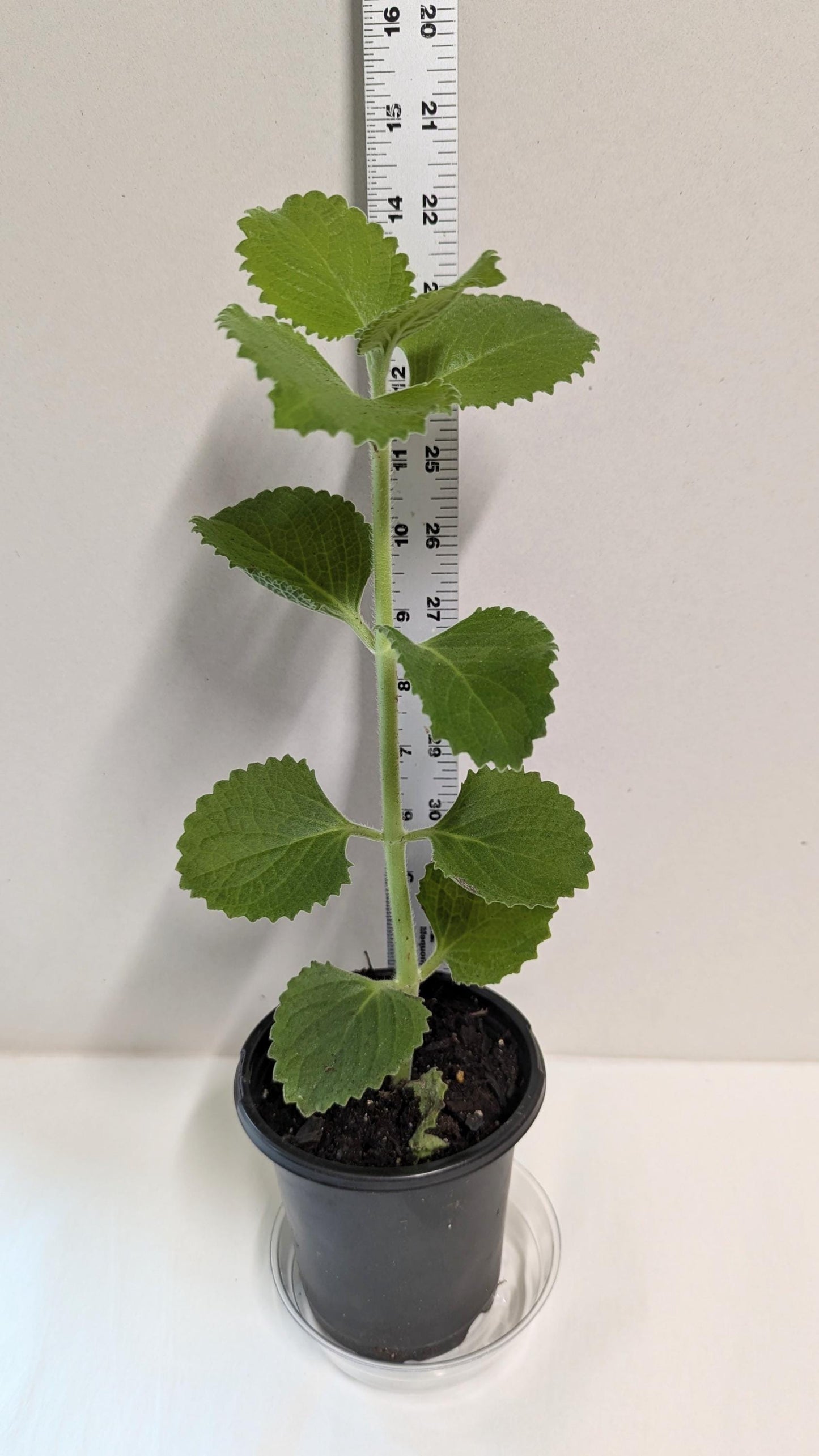 Organic Cuban Oregano Plant: Fragrant Herb Cutting in 4-Inch Pot