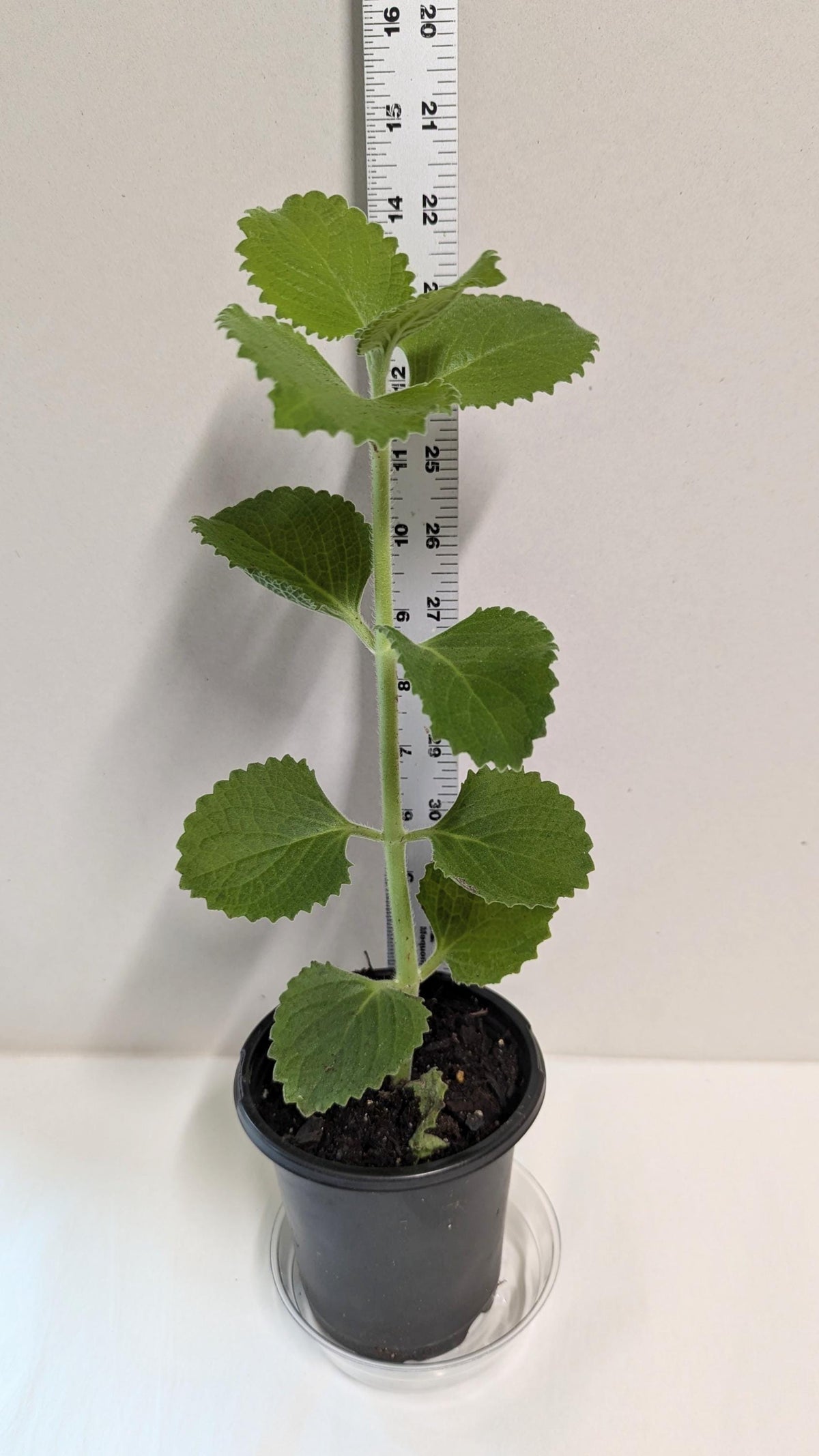 Cuban Oregano Plant. A  rooted Cutting: Organic Indian Borage with Care Guide