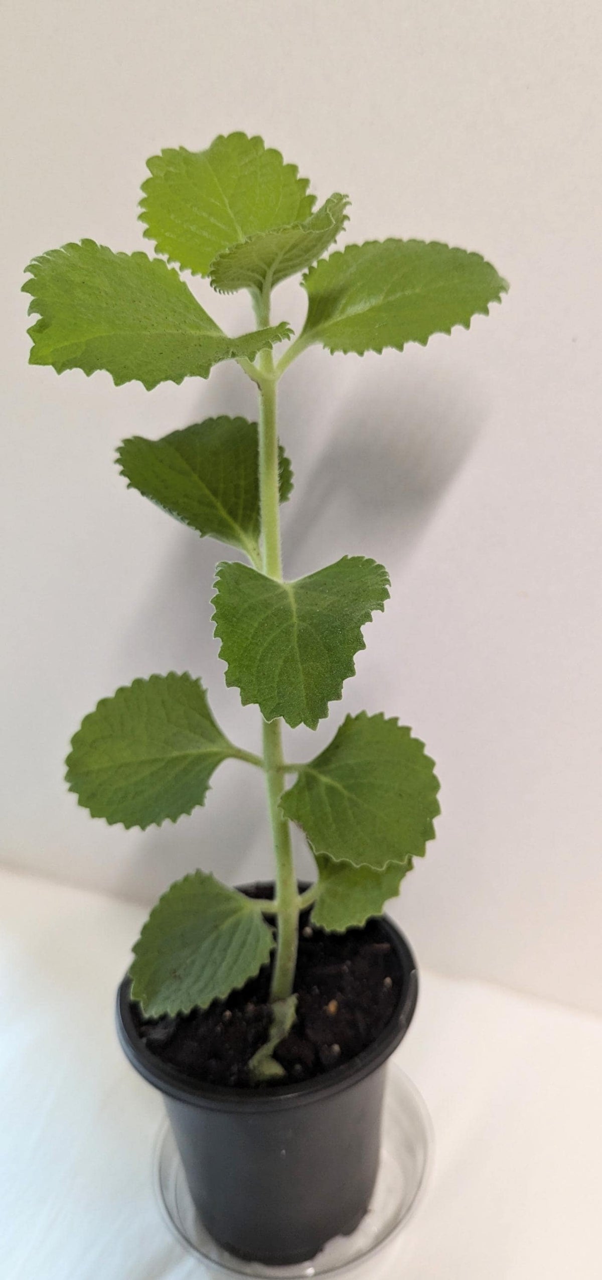 Organic Cuban Oregano Plant: Fragrant Herb Cutting in 4-Inch Pot