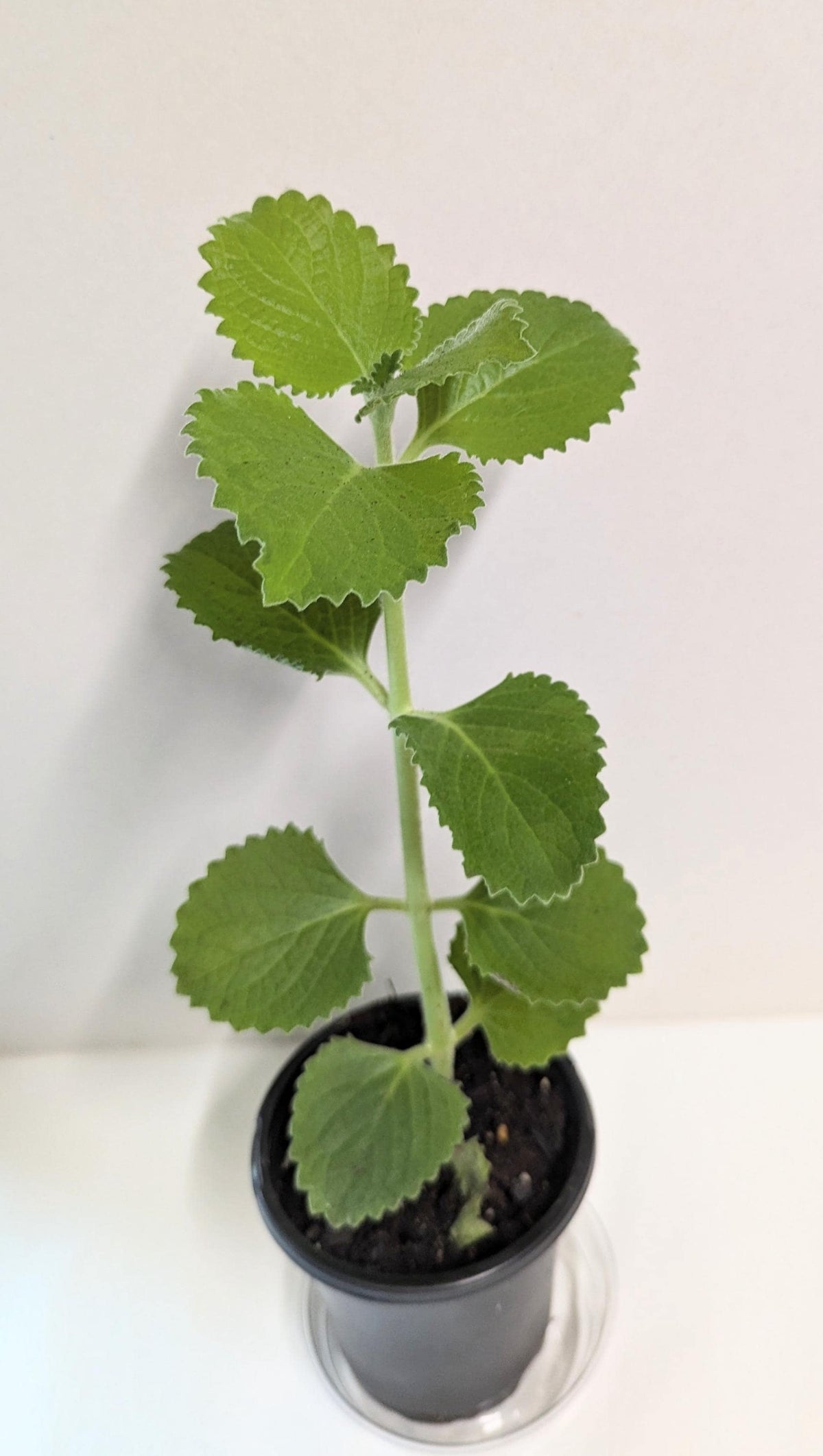 Organic Cuban Oregano Plant: Fragrant Herb Cutting in 4-Inch Pot